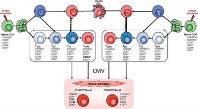 Expansions of Cytotoxic CD4+CD28− T Cells Drive Excess Cardiovascular Mortality in Rheumatoid Arthritis and Other Chronic Inflammatory Conditions and Are Triggered by CMV Infection